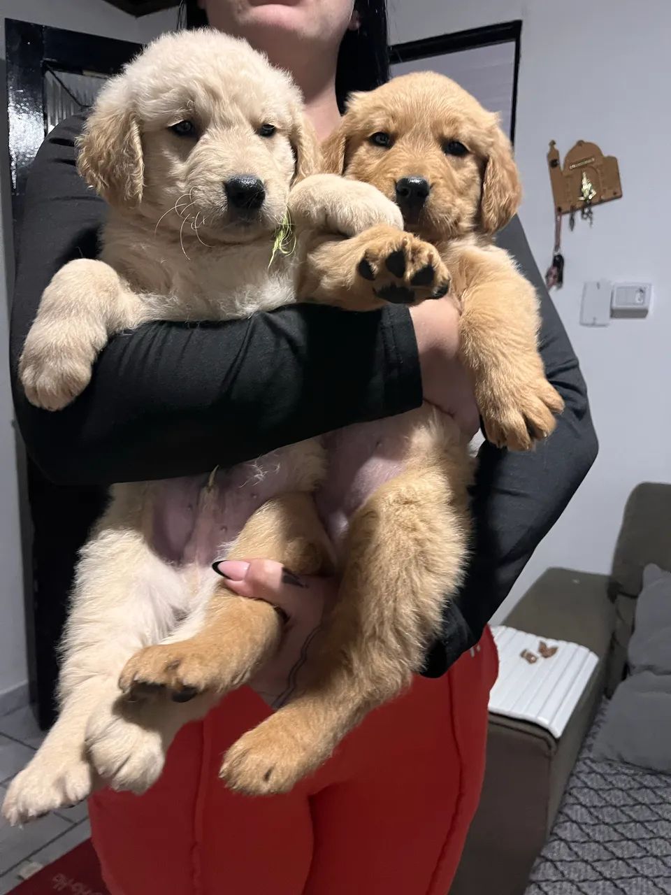 Golden retriever filhote 