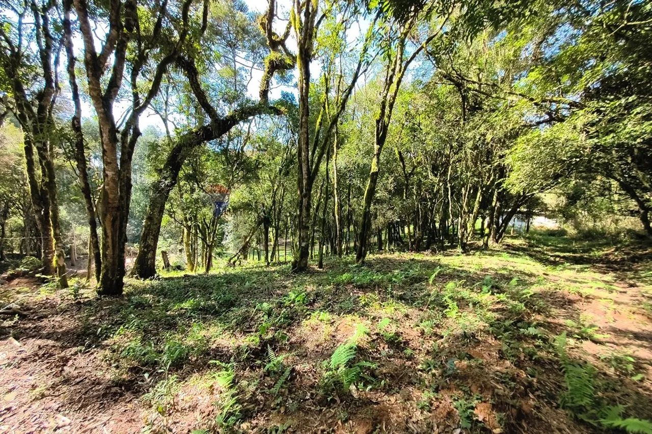 Chacara em Mandirituba - Foto 3