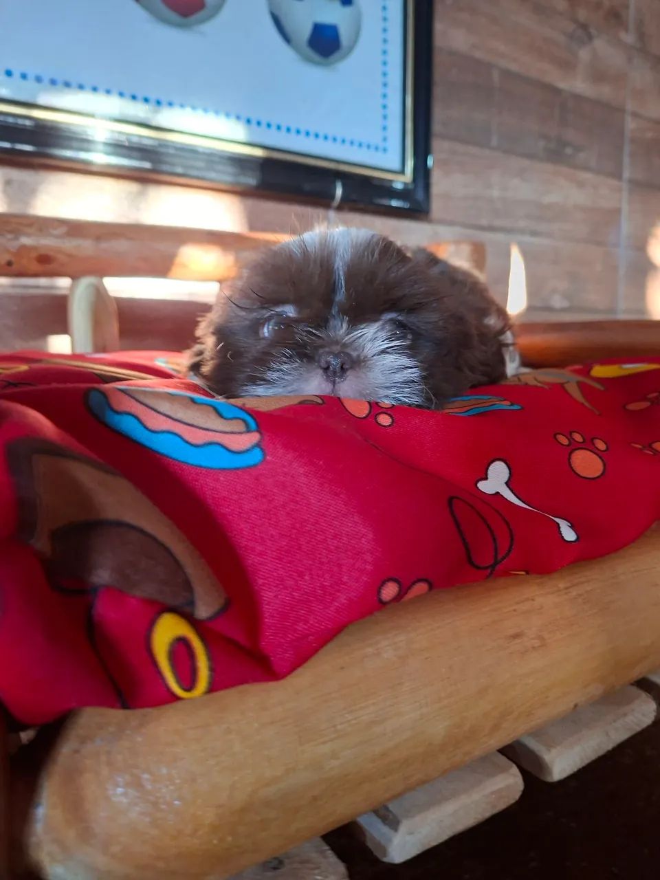 Bebê shih tzu - Foto 3