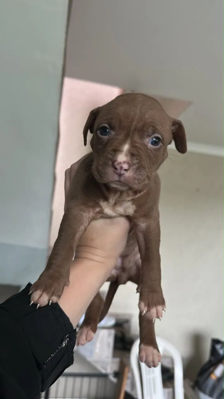 Pit bull - Foto 4