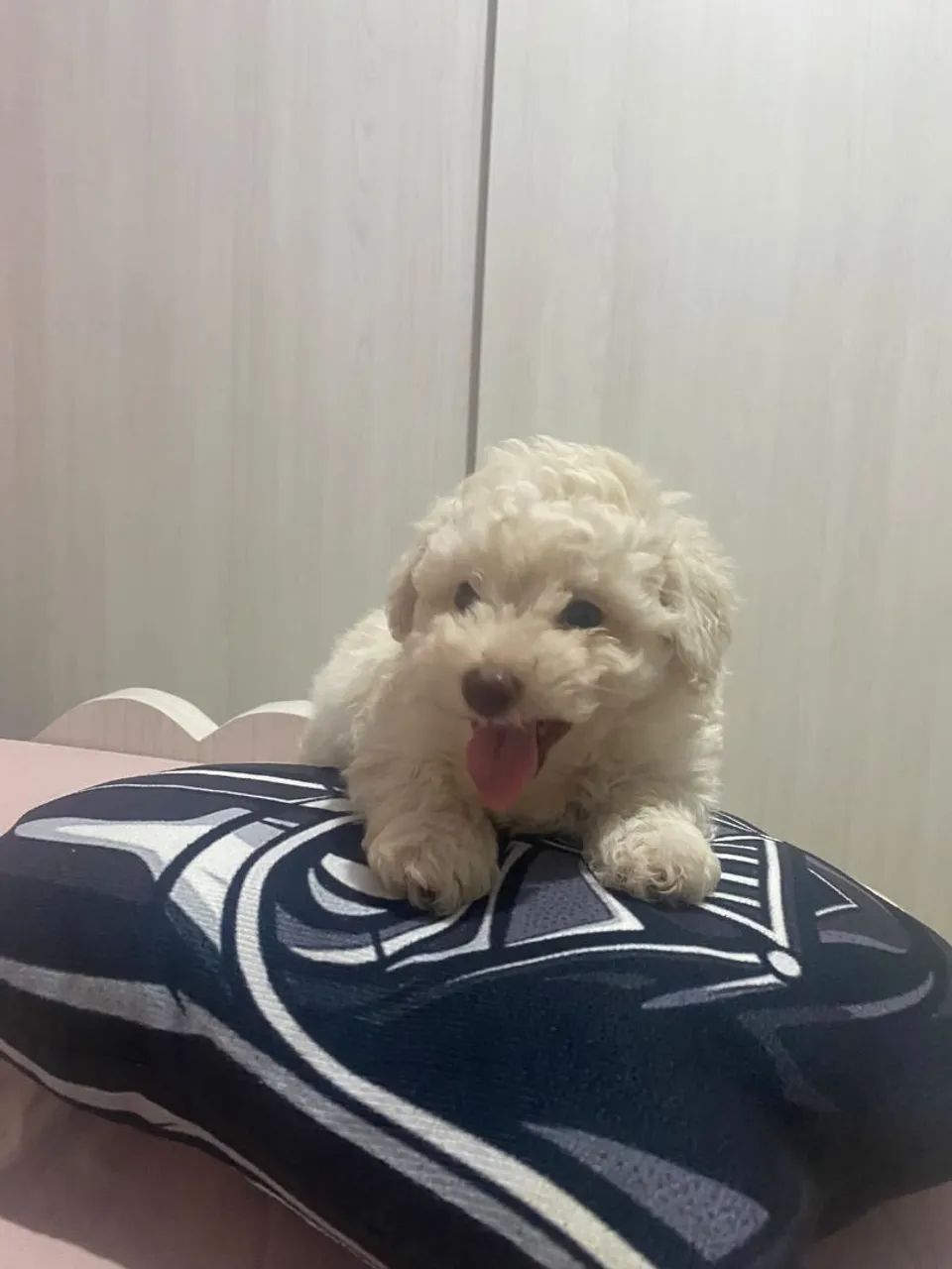 Poodle  toy - Foto 3