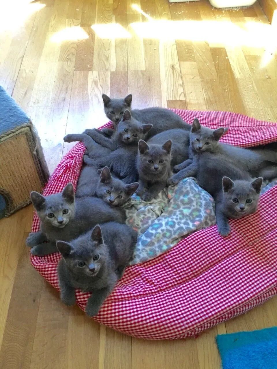 Russian Blue Kittens