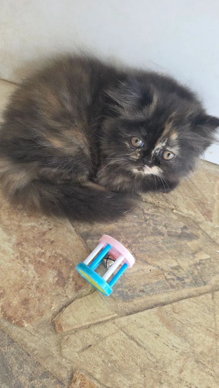 Gato Persa  - Foto 4