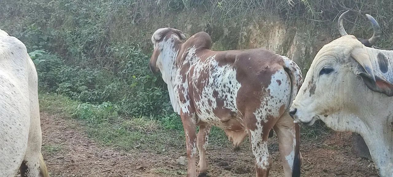 Gir leiteiro  - Foto 4
