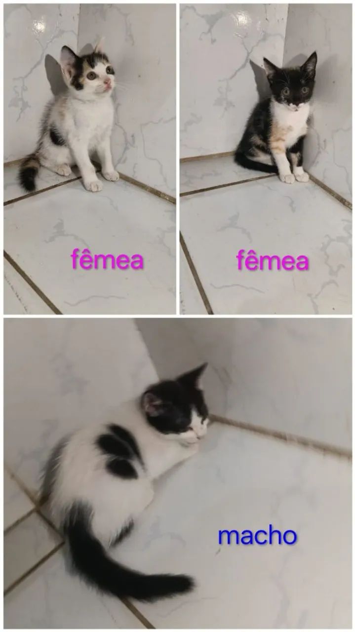 Gatinhos para adoção Responsável  - Foto 2