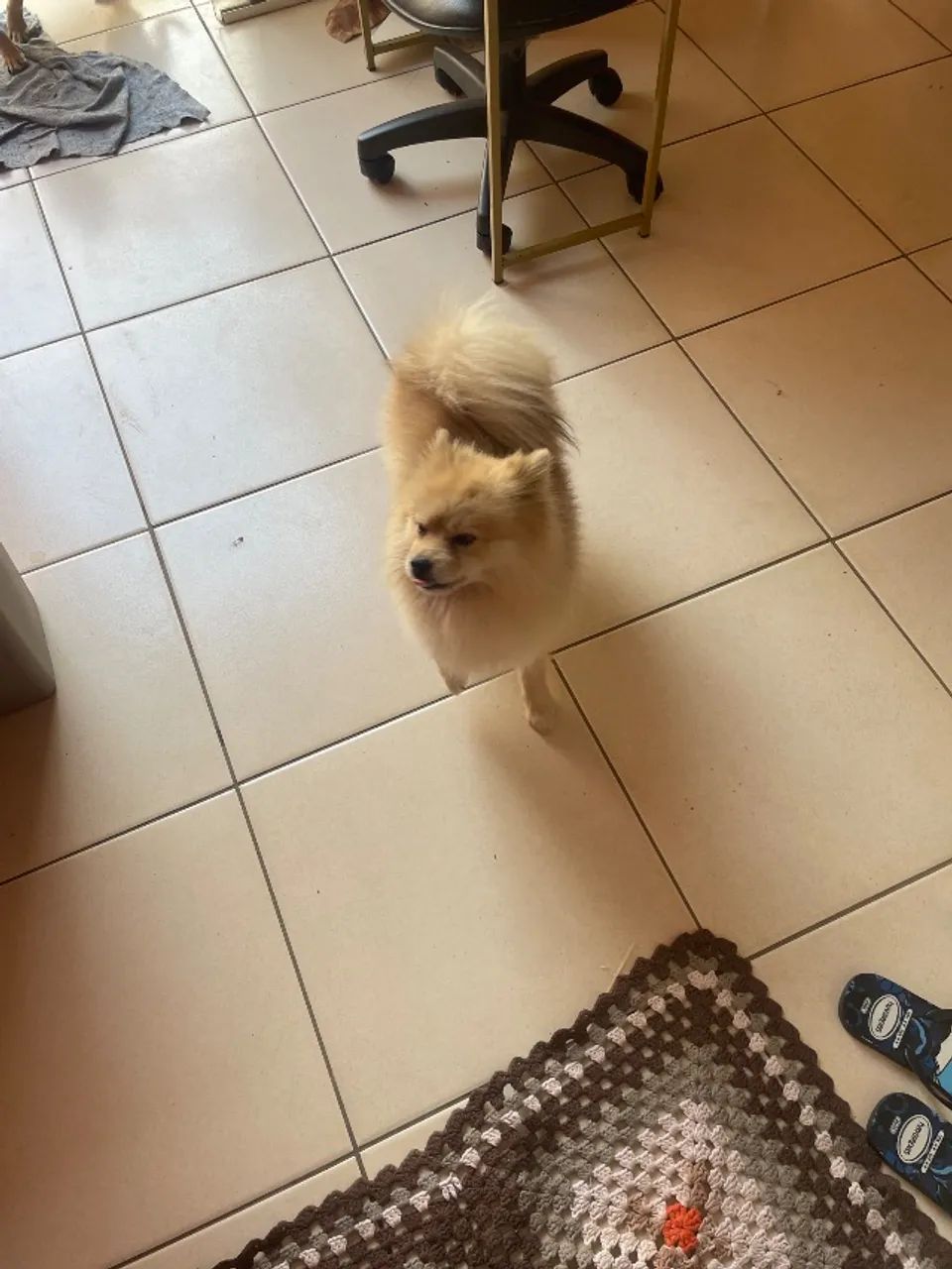  Cachorrinho  - Foto 4