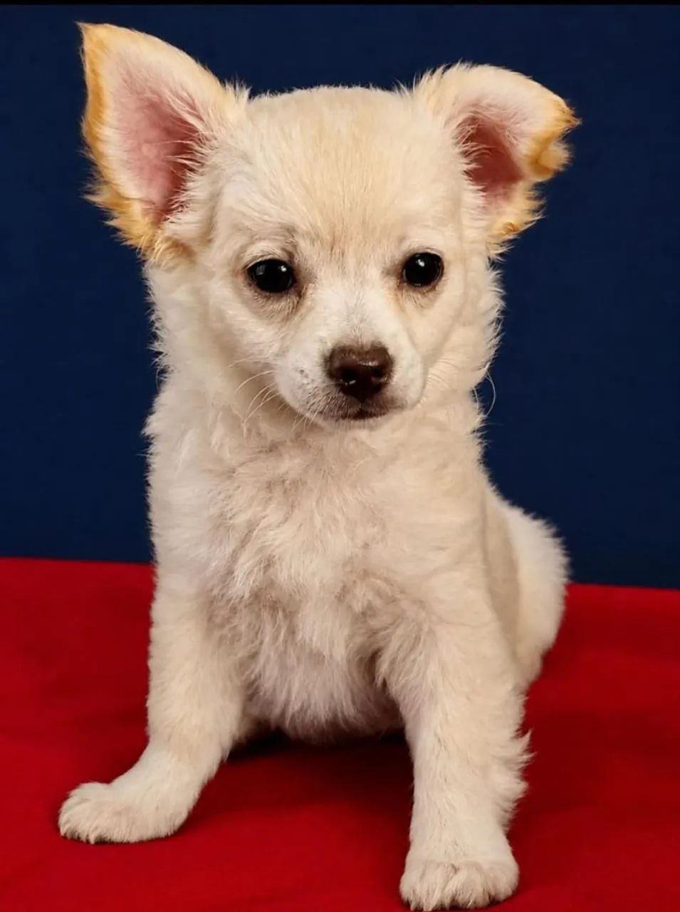 Chihuahua 