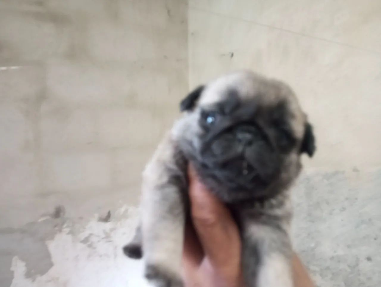 Lindos filhotes pug  - Foto 4