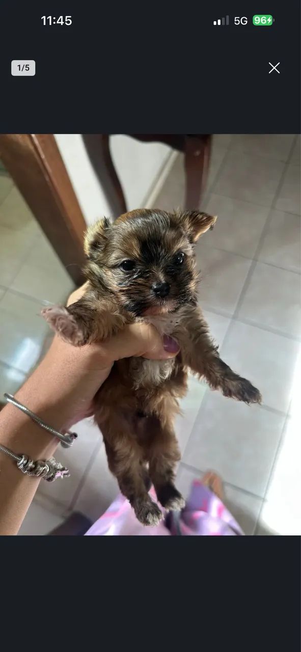 Cachorro  - Foto 2