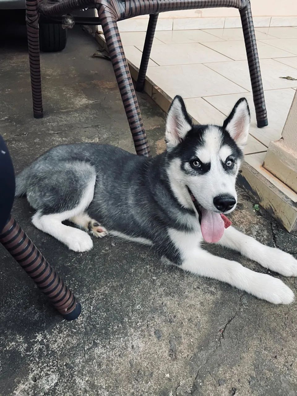 Cachorro - Foto 3