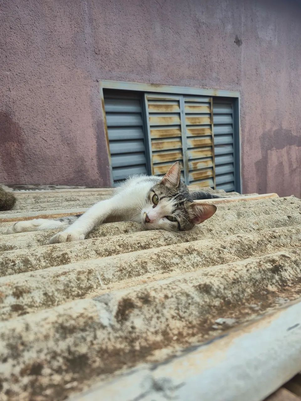 Gata para adoção  - Foto 5