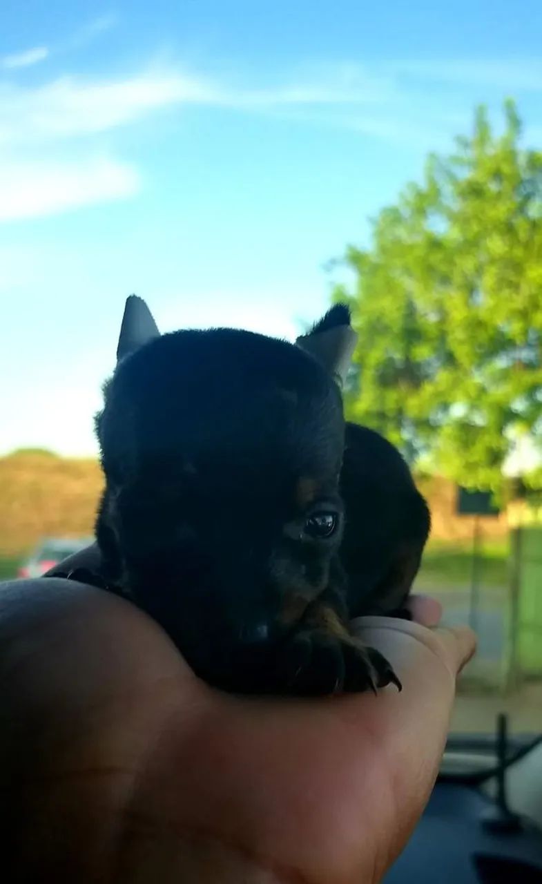 Menor pinscher 0