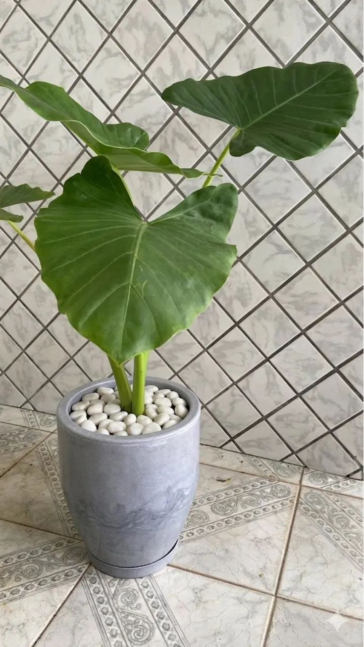 Planta com jarro - ficus - Foto 2