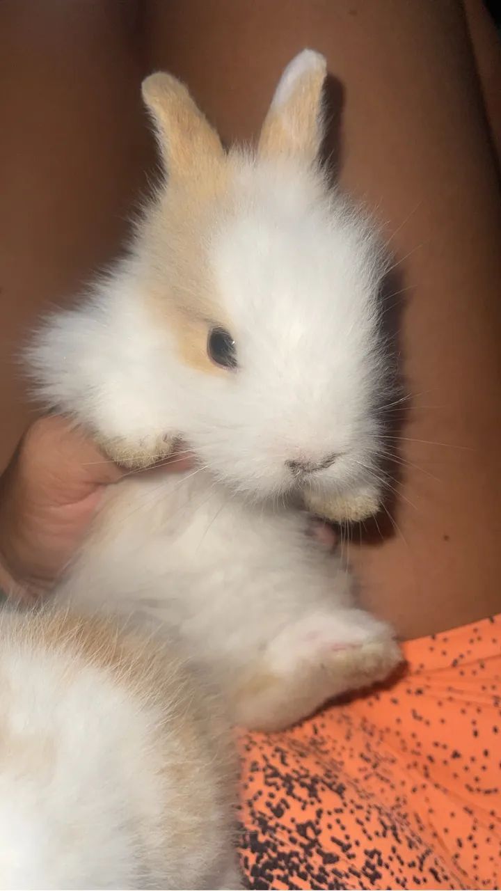 Coelhos filhotes - Foto 2