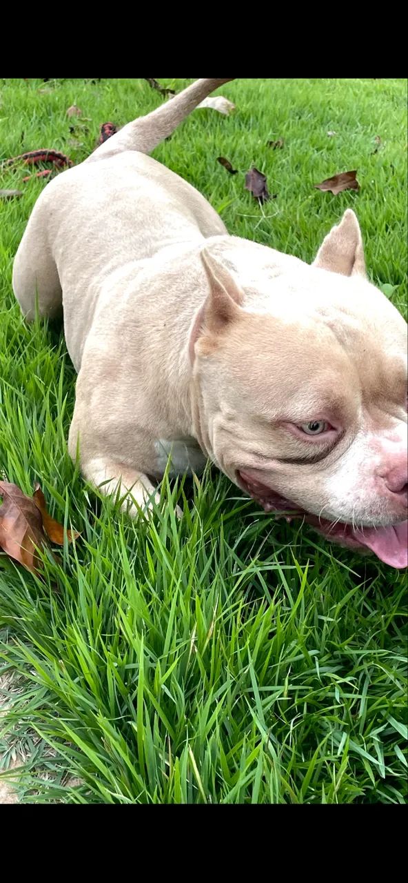 American Bully  - Foto 2