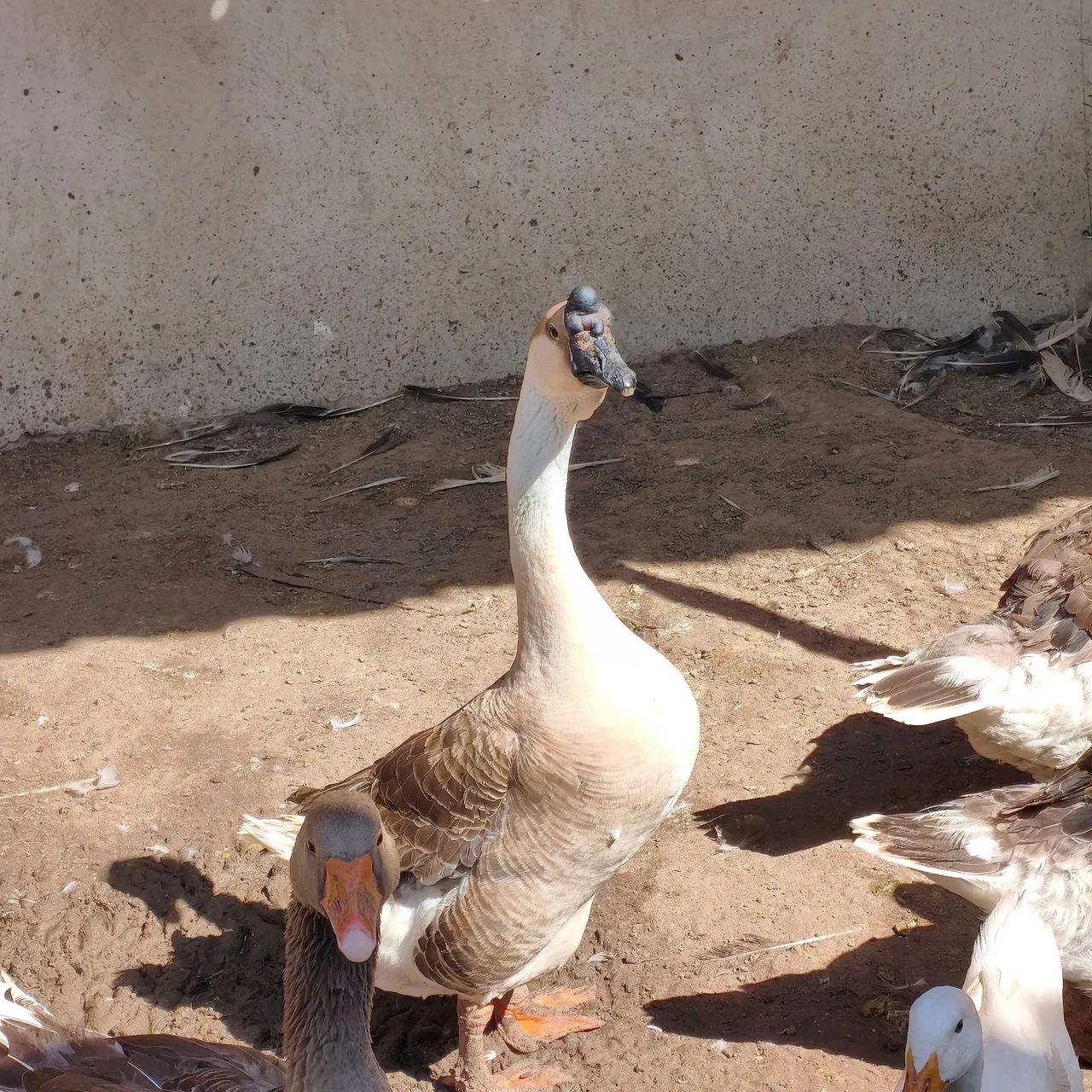 Ganso Sinaleiro Pardo, Macho  - Foto 3