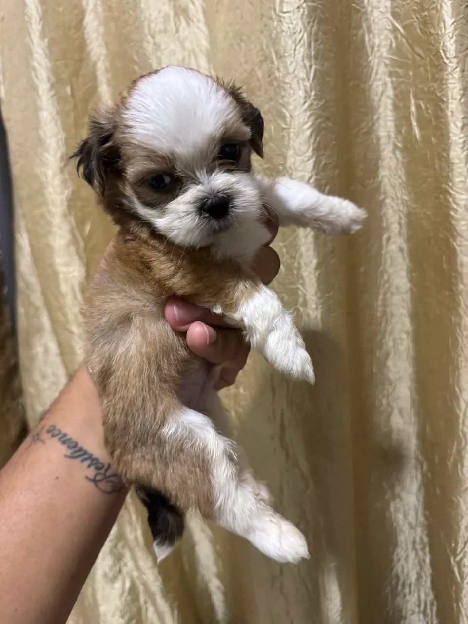 Shi tzu