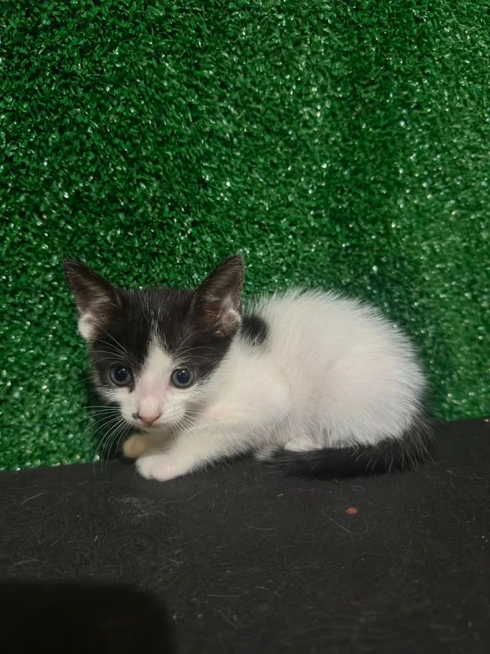 Gatos para doação  - Foto 4