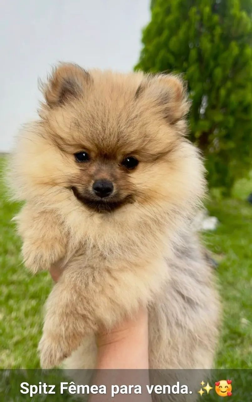 Spitz alemão 