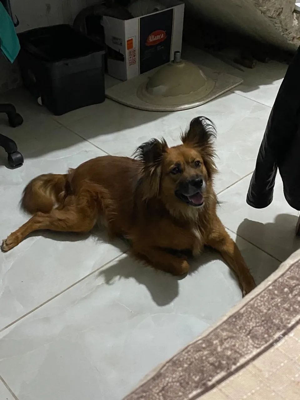 CACHORRO ENCONTRADO - Foto 3