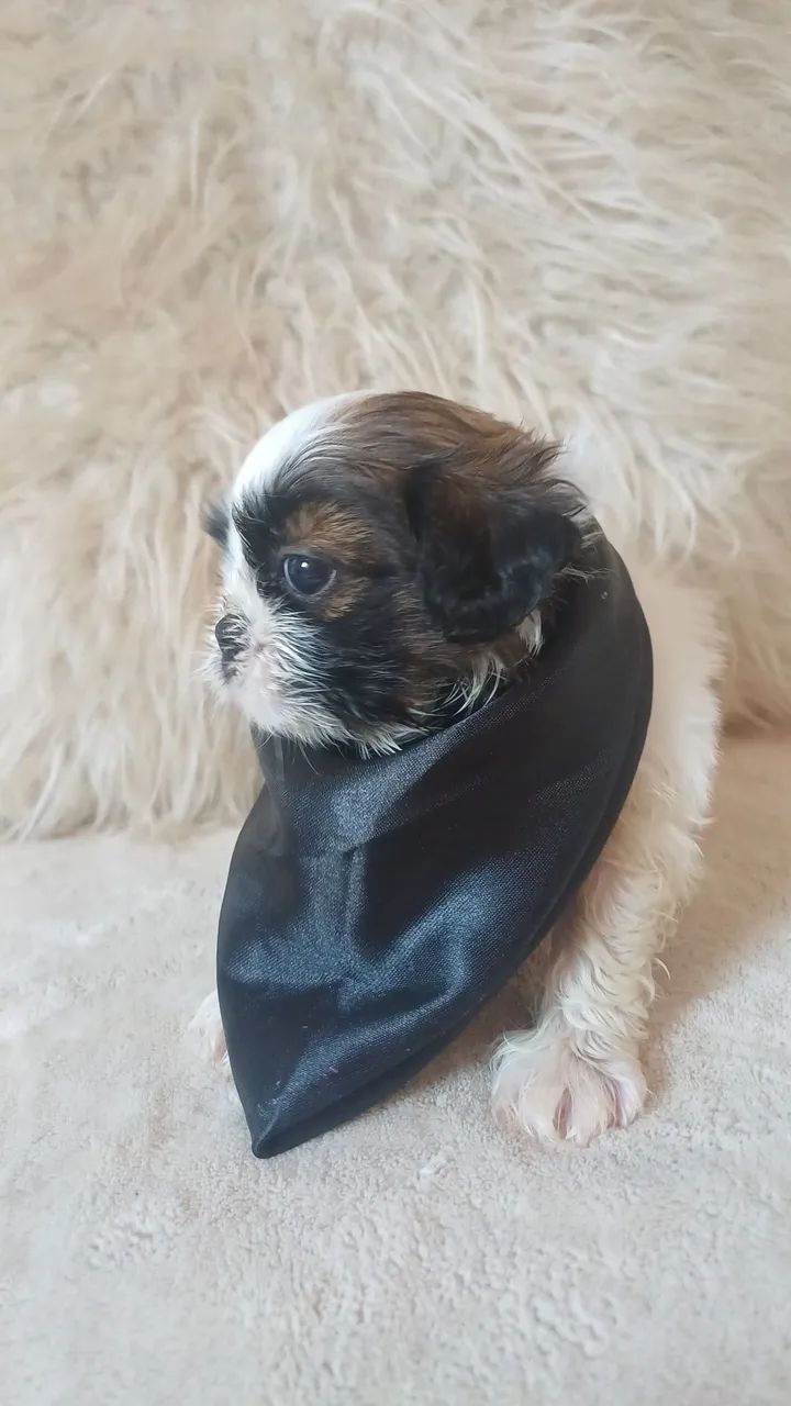 Filhote de shitzu macho mini - Foto 2