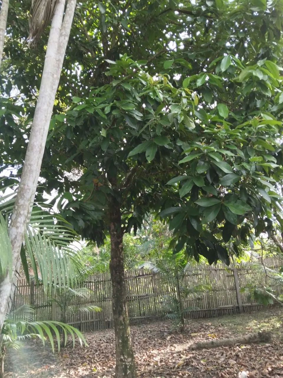Terreno ariramba mosqueiro