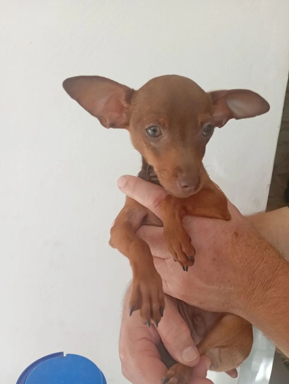 Cachorro Pincher  - Foto 3