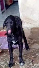 Doação de cachorro Macho castrado - Foto 5