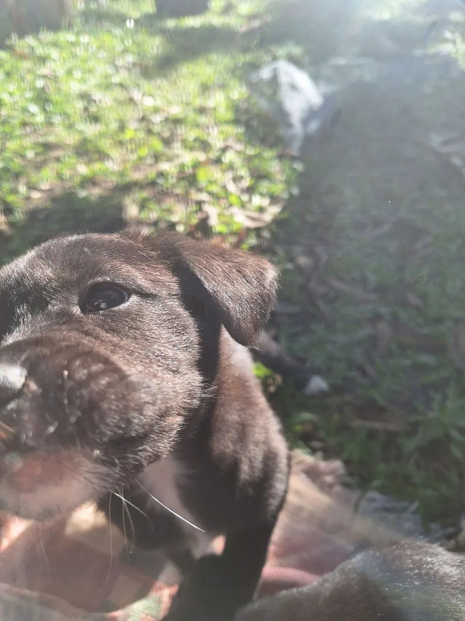 Cachorrinhos filhotes - Foto 5