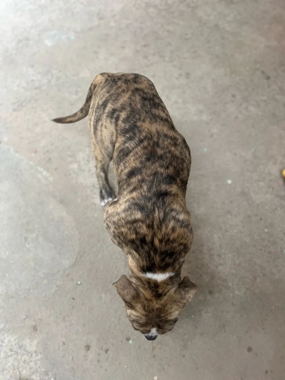 American bully  - Foto 2