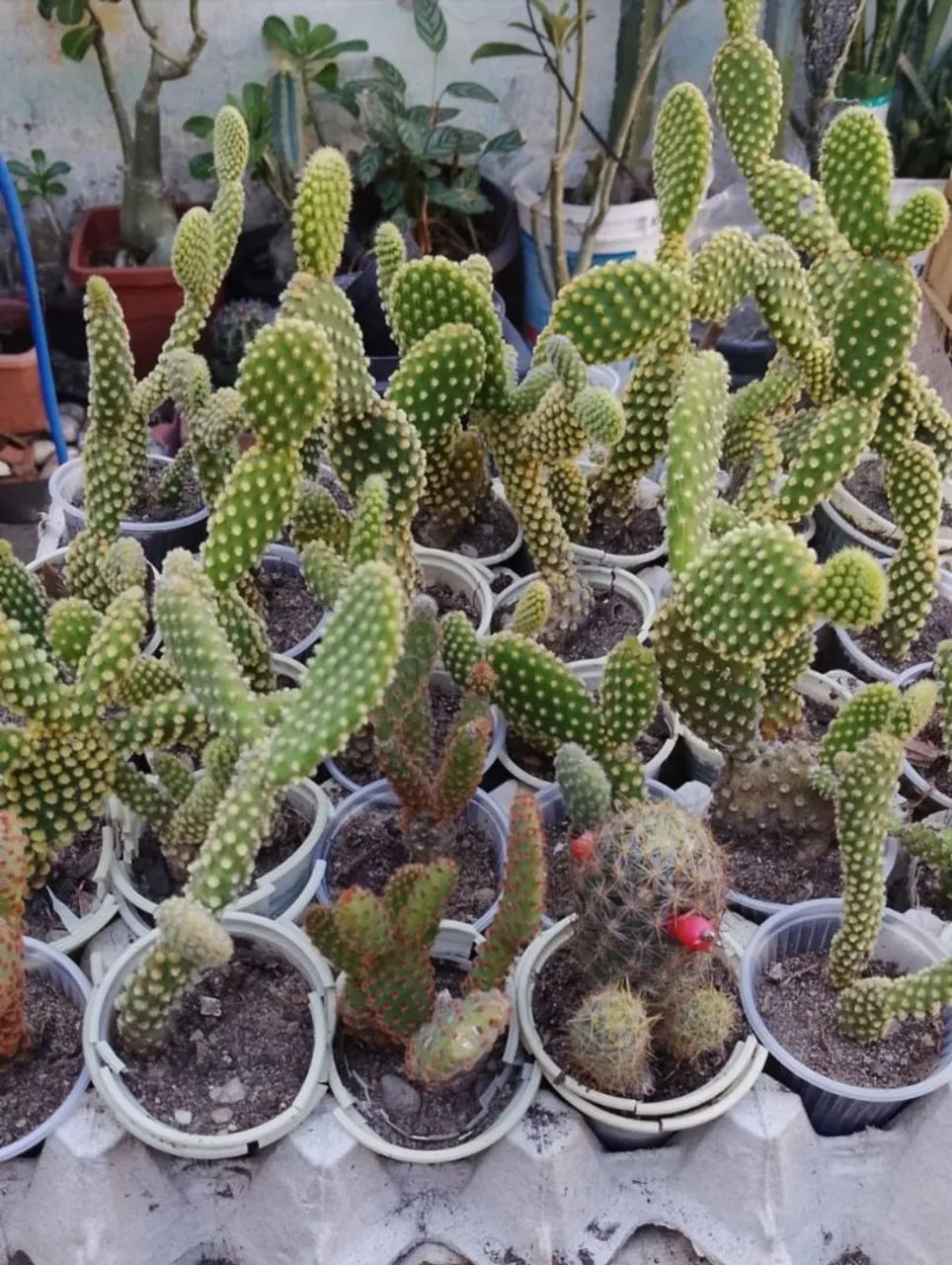 Cactos - Foto 3