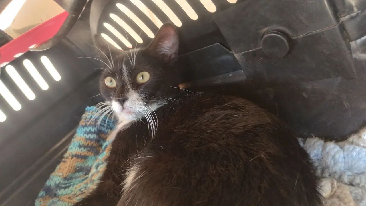 Gato para adoção  - Foto 2
