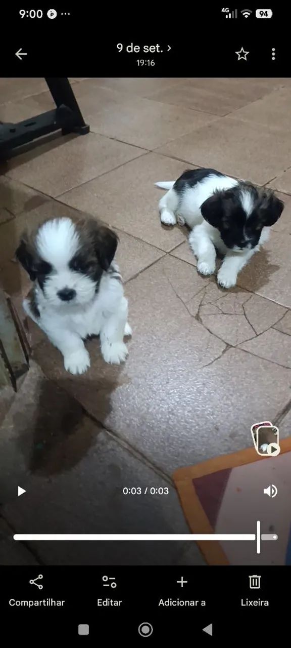 Vendo filhotes