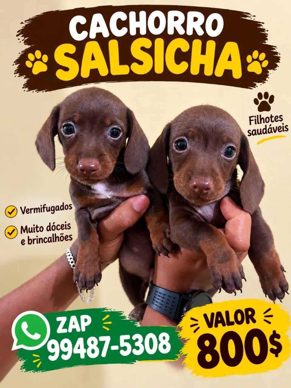 Cachorro salsicha 
