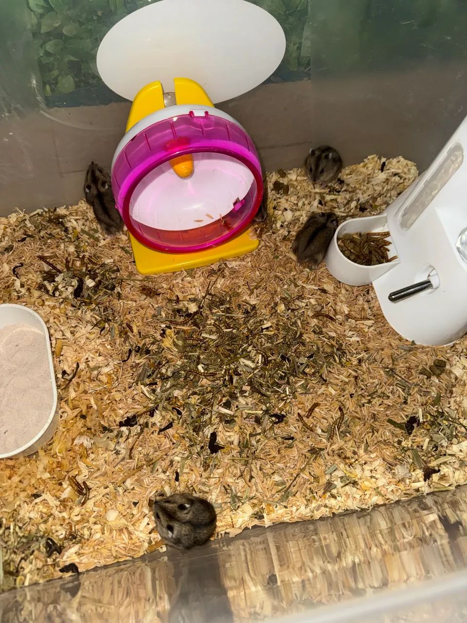 Anão russo  - Foto 3