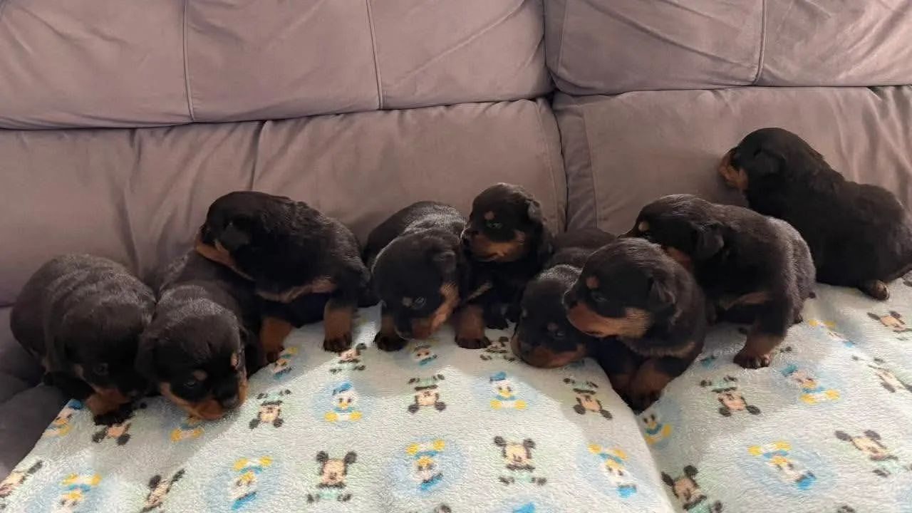 Rottweiler filhotes 