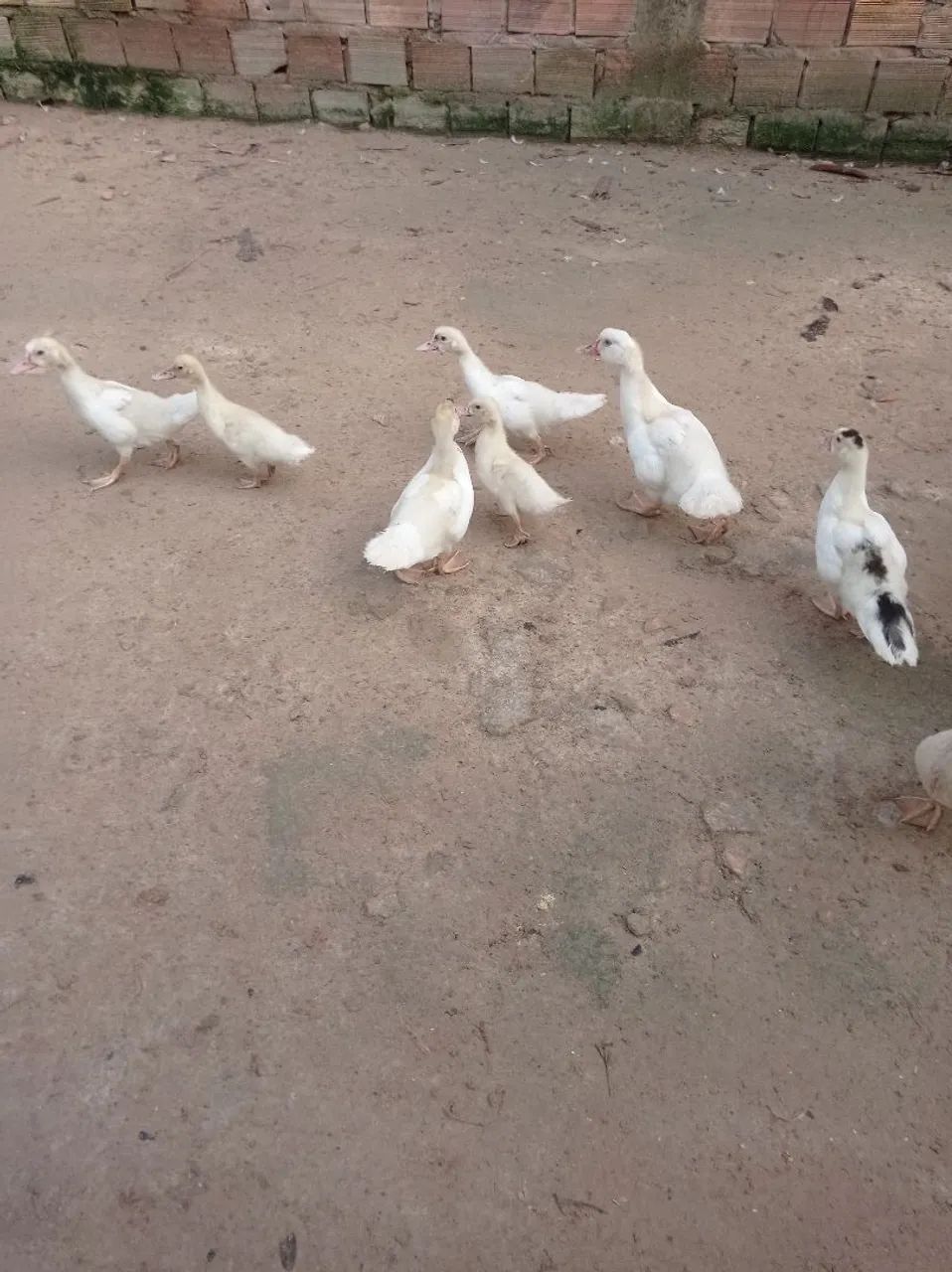 Pato (filhote) - Foto 3