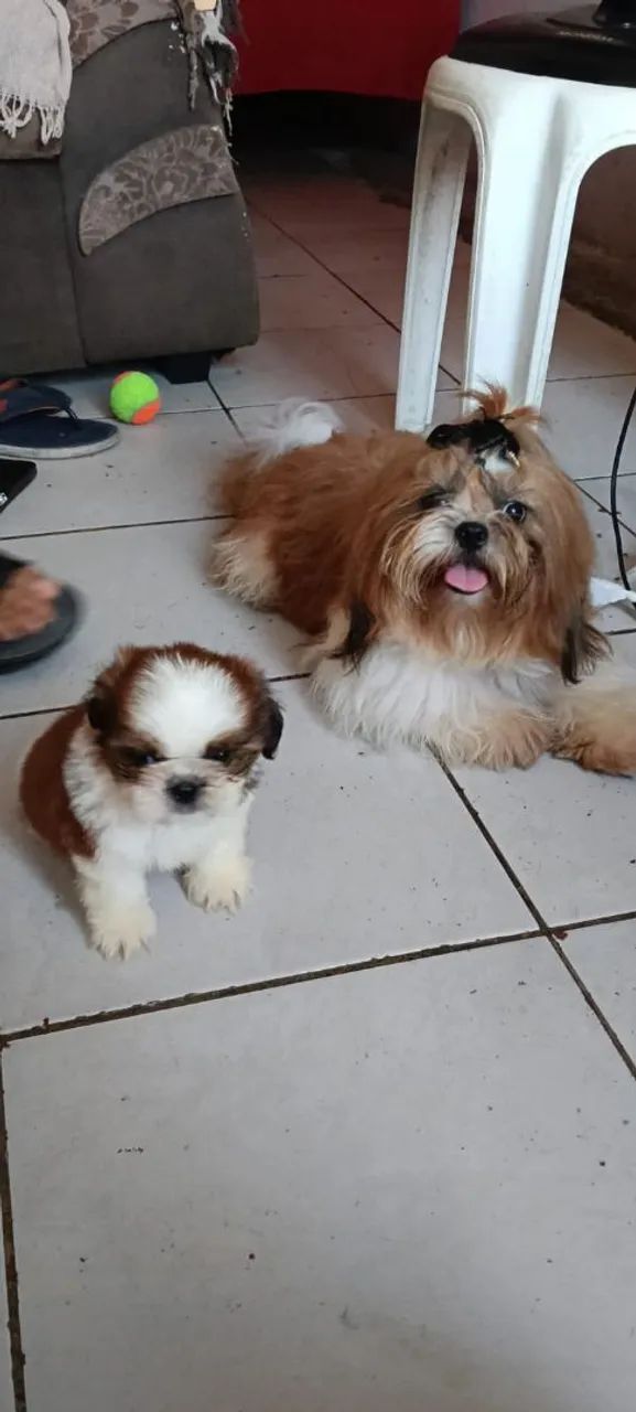 Shihtzu 