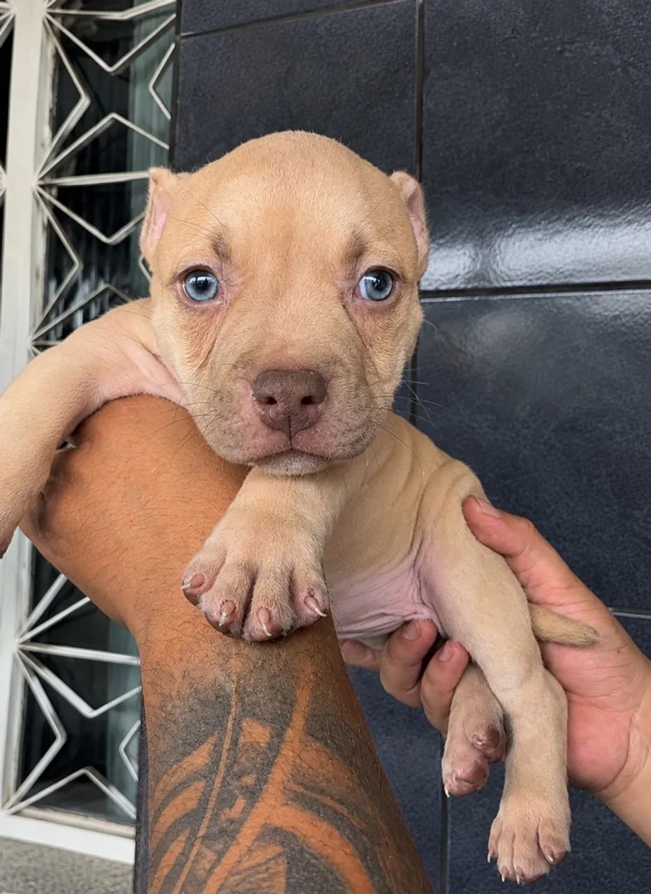 American Bully  - Foto 2