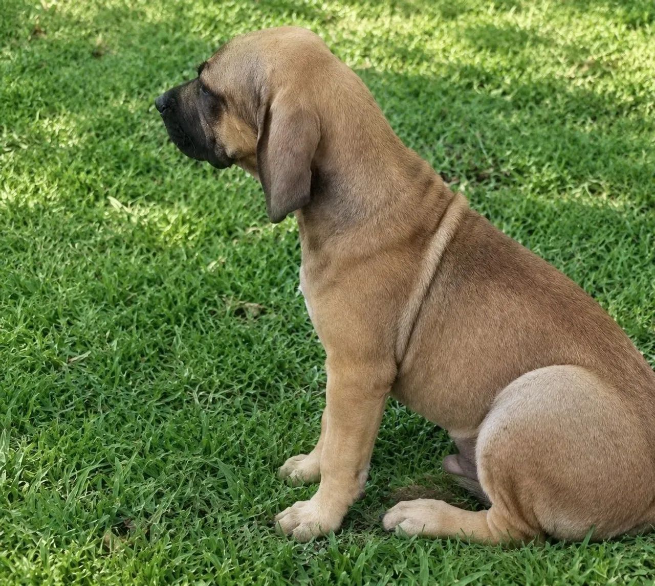 Fila brasileiro puro - Foto 4