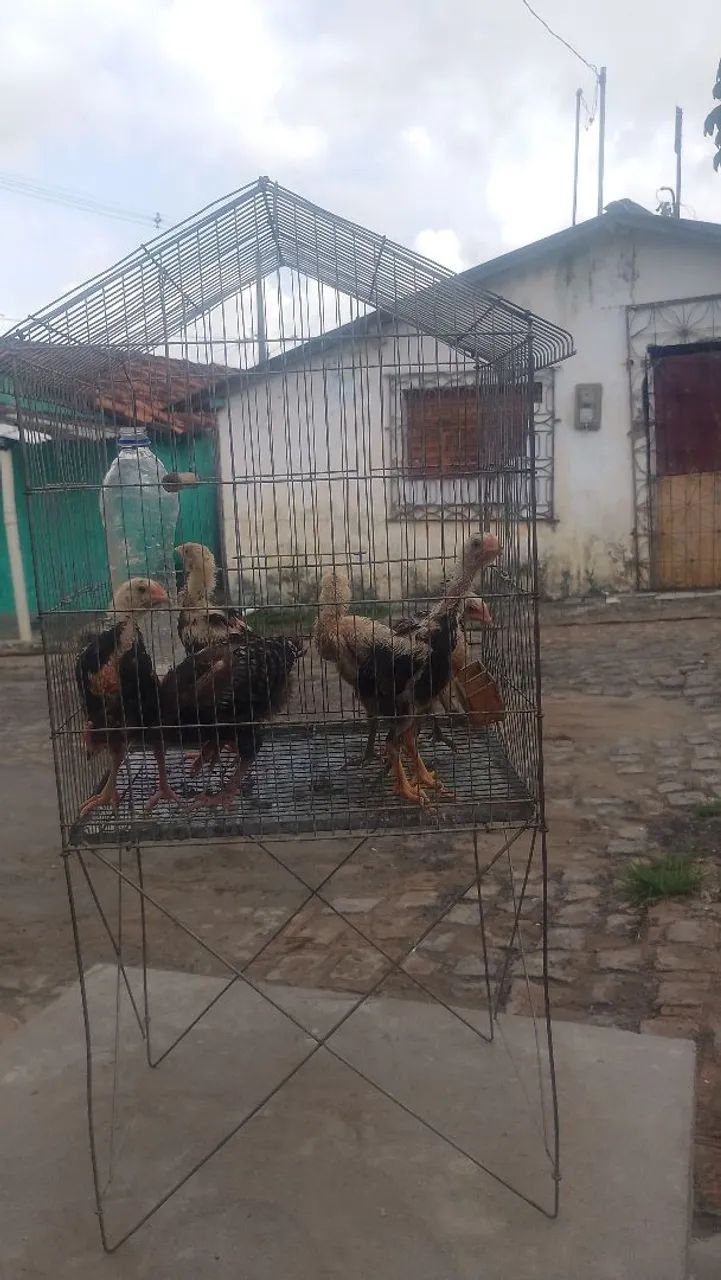 Pinto sura de capoeira  - Foto 2