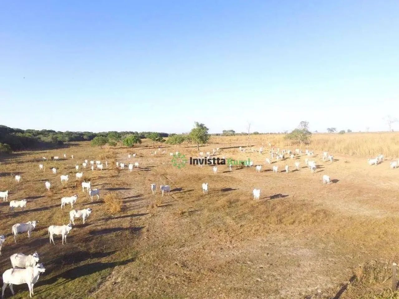 Fazenda de 714 alqueires com relevo 100% plano e logística estratégica no Tocantins - Foto 3
