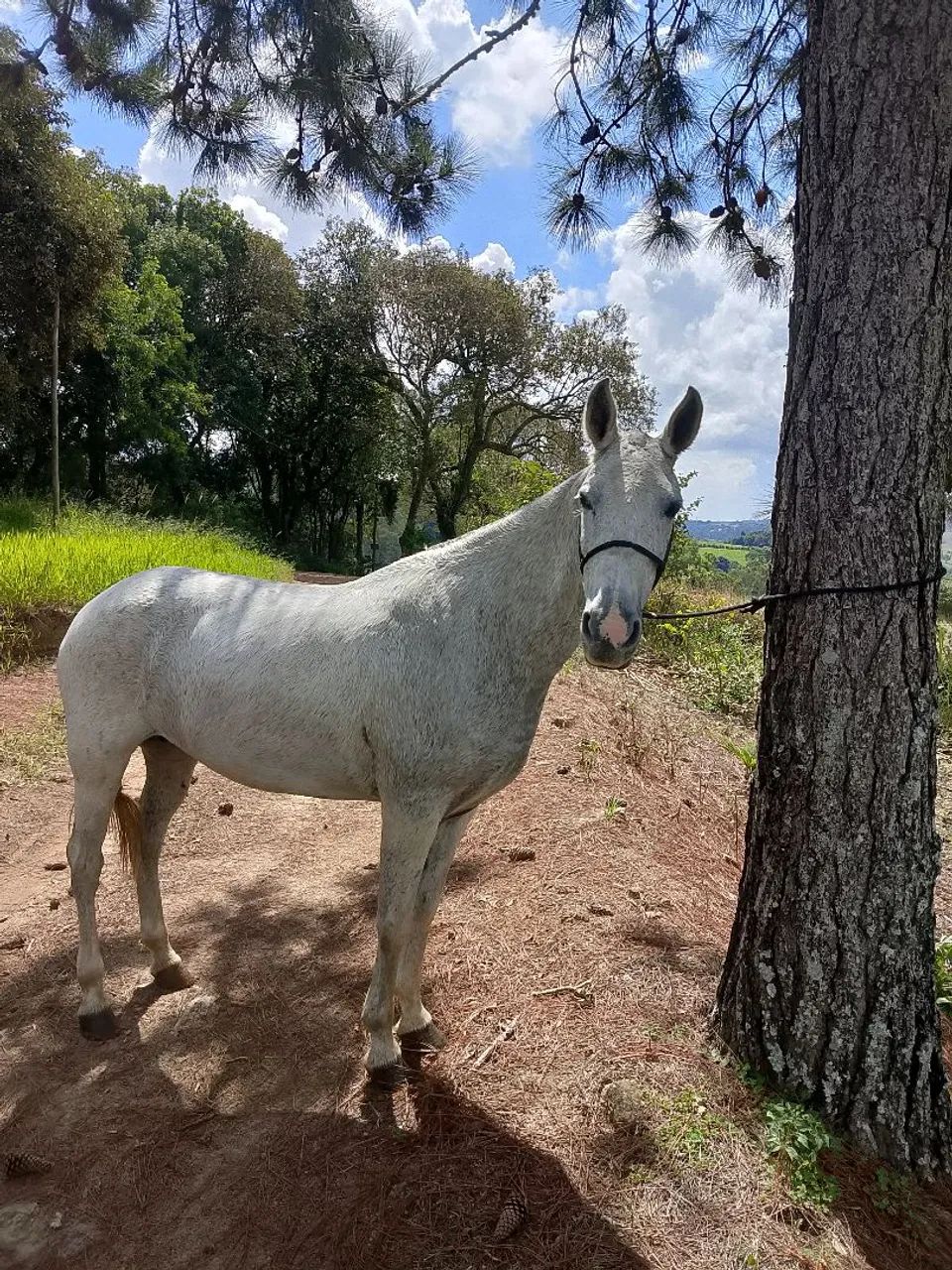 ÉGUA MANGALARGA MARCHADOR  - Foto 4