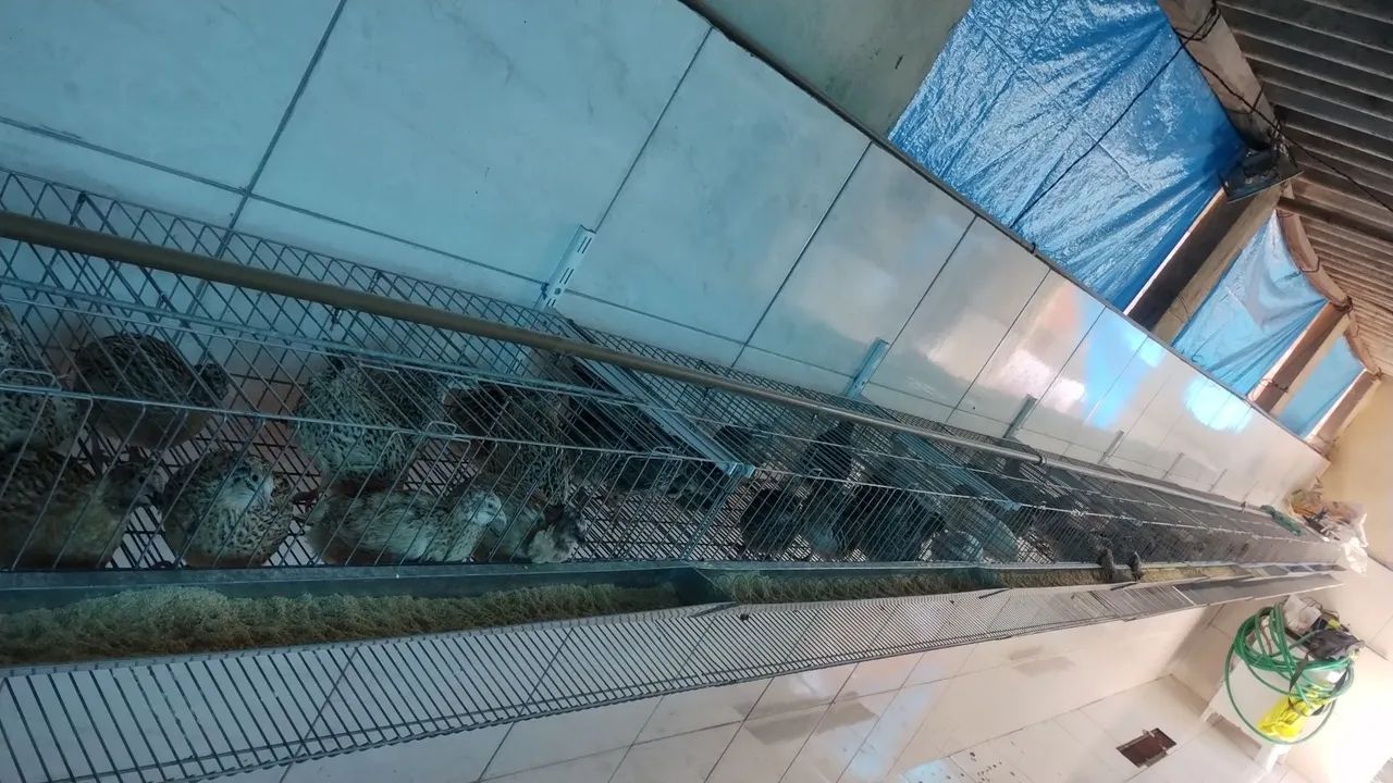 Codorna gigante - Foto 4