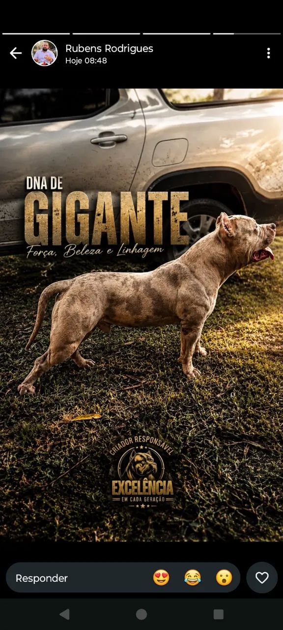 Cachorro  - Foto 3