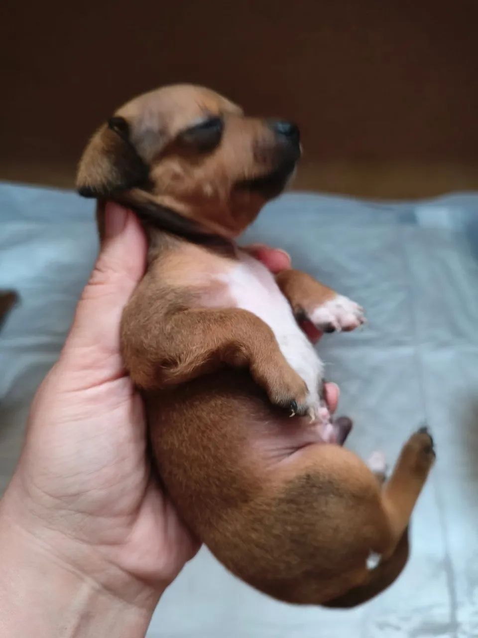 Vendo 2 pinscher macho