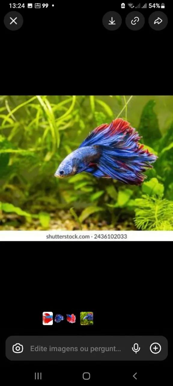 Betta
