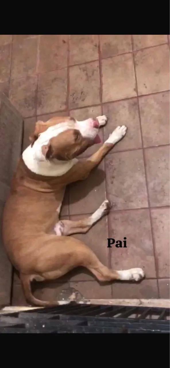 FILHOTE DE PITBULL PRA VENDER RÁPIDO/ macho  - Foto 5