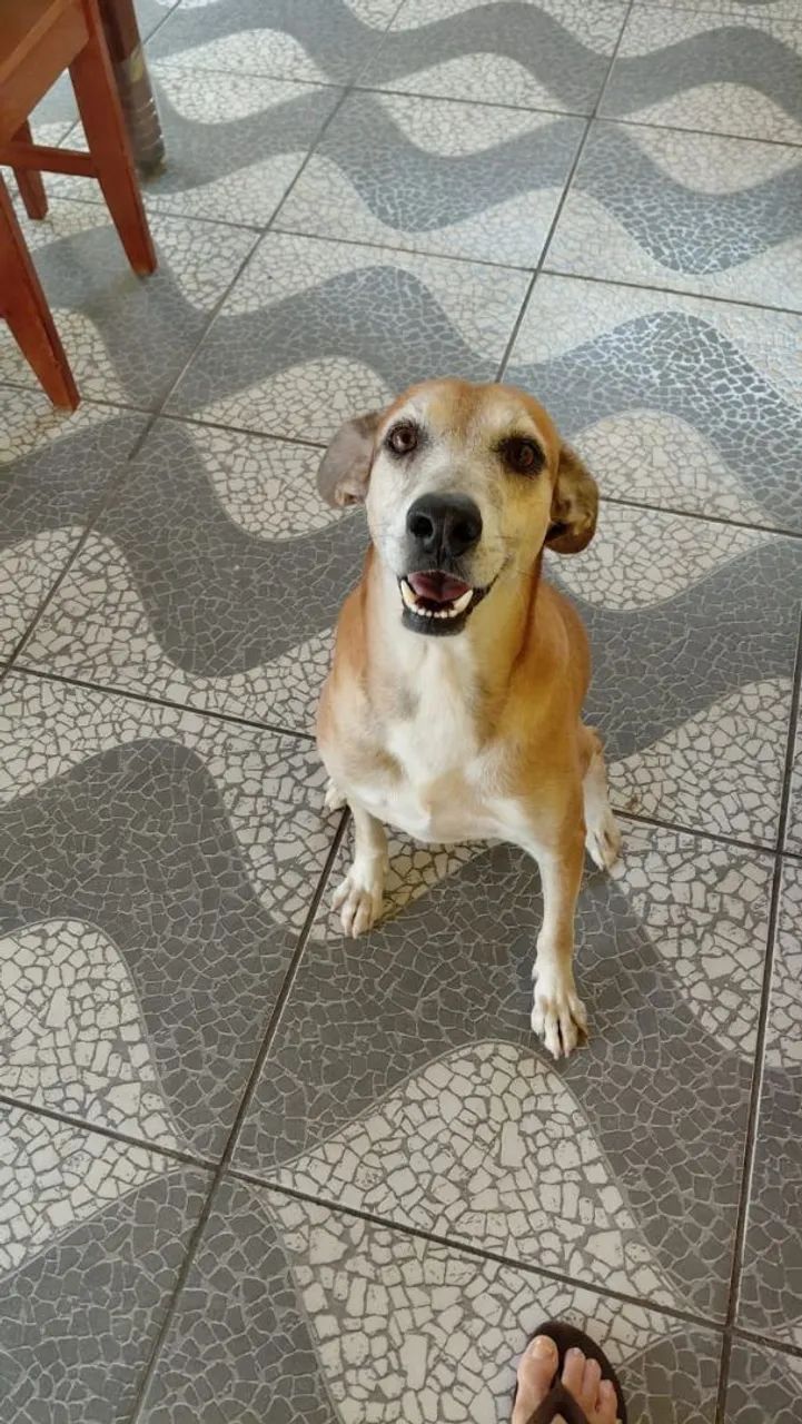 Doação de Cachorro  - Foto 2