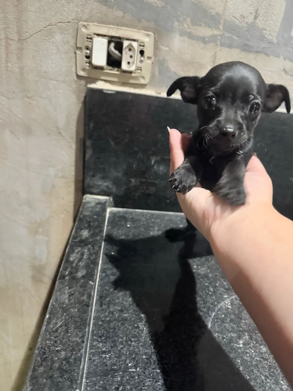 Pinscher 